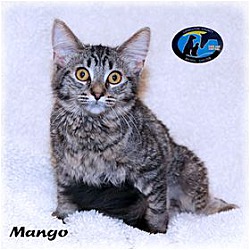 Thumbnail photo of Mango #2