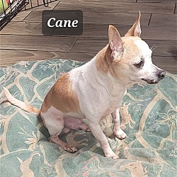 Thumbnail photo of Cane #2