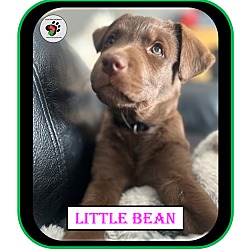 Thumbnail photo of Little Bean - Coffee Litter #3