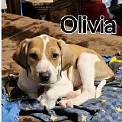 Photo of Little Olivia