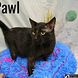 Thumbnail photo of Pawl #3