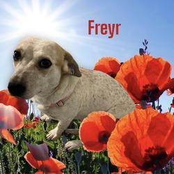 Photo of Freyr