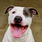 Adopt A Pet :: Roscoe/ Sylo - South Haven, MI