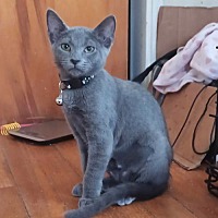 adopt a pet