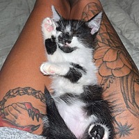adopt a pet