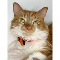 adopt-pet