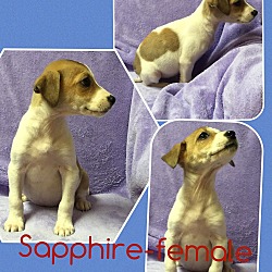 Thumbnail photo of Sapphire (pom-dc) #2