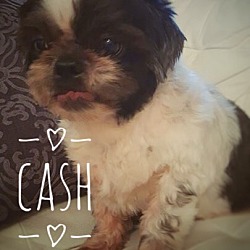 Thumbnail photo of Cash #1