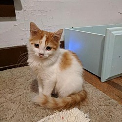 Pets Alive Wny In Buffalo New York