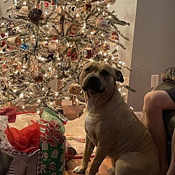 Photo of Trigger