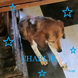 Thumbnail photo of CHARLIE #2
