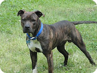 Richmond, VA - American Pit Bull Terrier. Meet Tyga a Pet for Adoption.