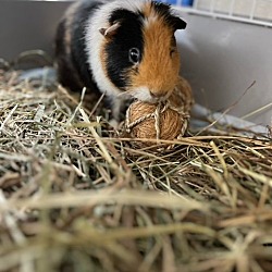 Thumbnail photo of Scott - male guinea pig, one year #3