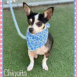 Thumbnail photo of CHIQUITA (also see BRUNO) #1