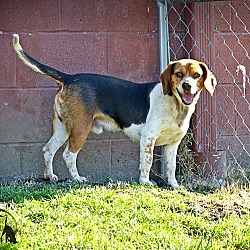 Marlinton, WV - Beagle. Meet Duke--RESCUED! a Pet for Adoption ...