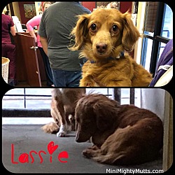 Thumbnail photo of Lassie #2