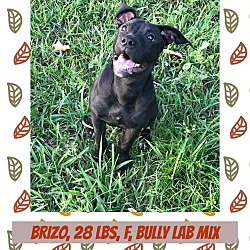 Thumbnail photo of Brizo #2