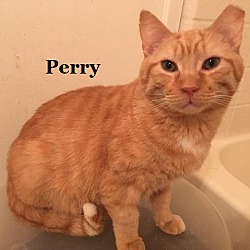 Photo of Perry