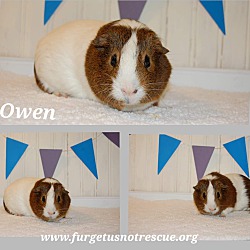 Thumbnail photo of Owen #2