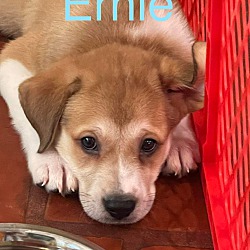 Photo of Ernie