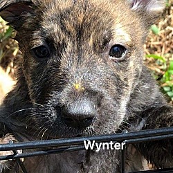 Photo of Wynter (TX)