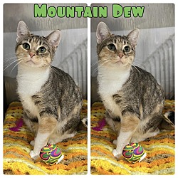 Photo of Mountain Dew - PetSmart
