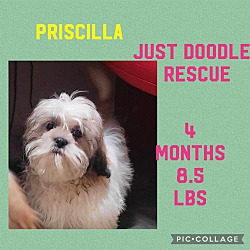 Thumbnail photo of PRISCILLA in RI #4