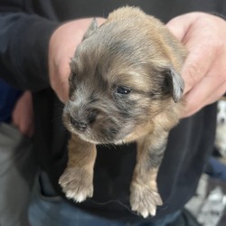 Photo of Puppy5