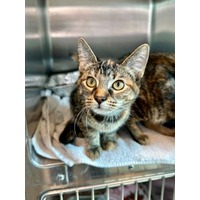 adopt-pet