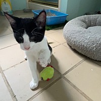 adopt a pet