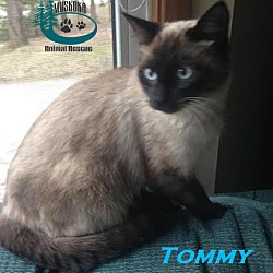 Thumbnail photo of Tommy - Adopted June 2016 #2