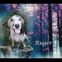 Thumbnail photo of Ruger #1