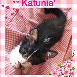 Thumbnail photo of Katunia #1