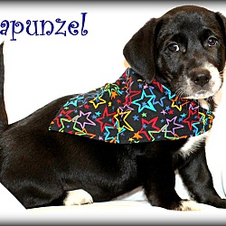 Thumbnail photo of Rapunzel ~ adopted! #1