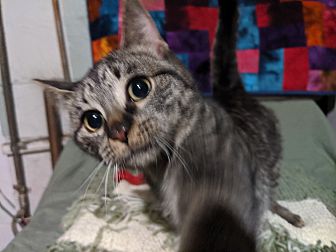 ear mite treatment petsmart