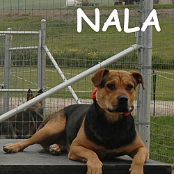 Thumbnail photo of Nala -- Courtesy Listing #1