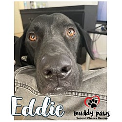 Photo of Eddie (Courtesy Post)