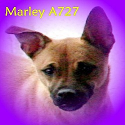 Photo of Marley A727