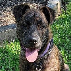 Photo of ROCKO - American Bully/Shepherd