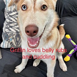 Thumbnail photo of Griffin #2