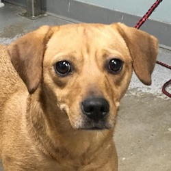 Photo of Cocoa
