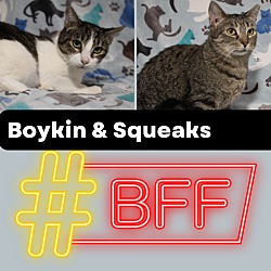 Thumbnail photo of Bonded Pair Boykin & Squeeks #1