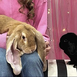 Thumbnail photo of Olive and Cashew #2