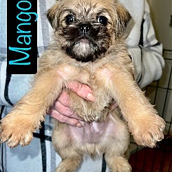 Thumbnail photo of Kiwi Pup Mango #1