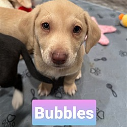 Photo of W pup - Bubbles