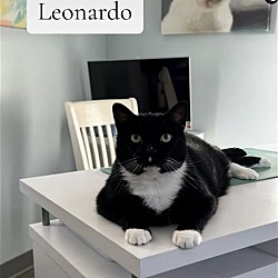 Photo of Leonardo