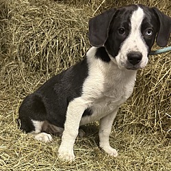 Thumbnail photo of Hayride Henry #3