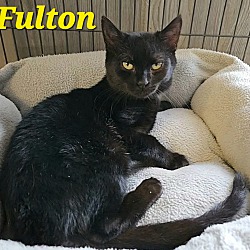 Thumbnail photo of Fulton #1