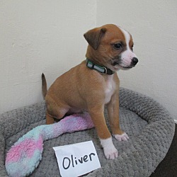 Thumbnail photo of Oliver #2