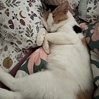 adopt a pet